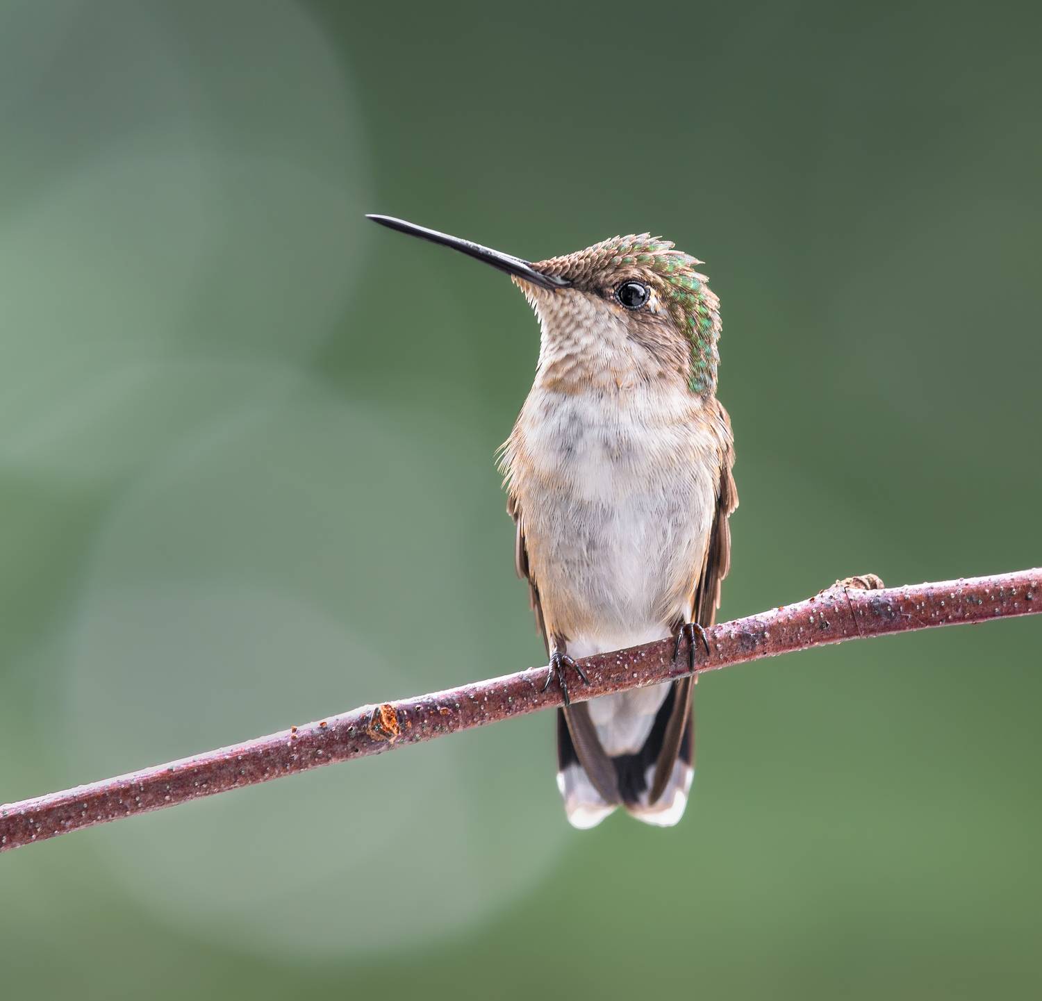 bird, humming, hummingbird, hummingbirds, hummer, rufous, nature, animals, wild, action, dynamic, Atul Saluja