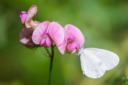 Беляночка горошковая
