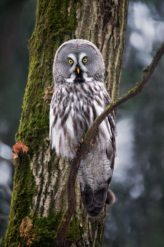 Бородатая неясыть фото превью