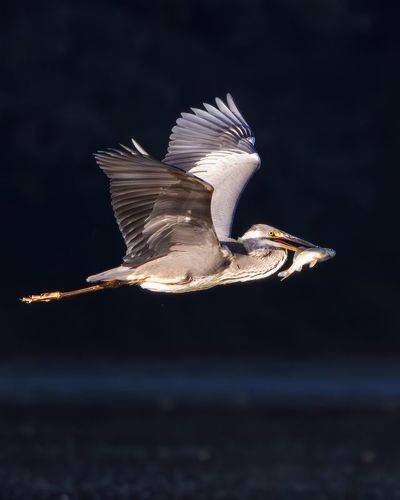 Серая цапля. (Ardea cinerea)