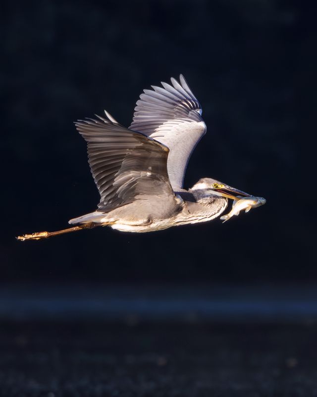 серая цапля, цапля, птицы, фото птиц, птицы Серая цапля. (Ardea cinerea) фото превью