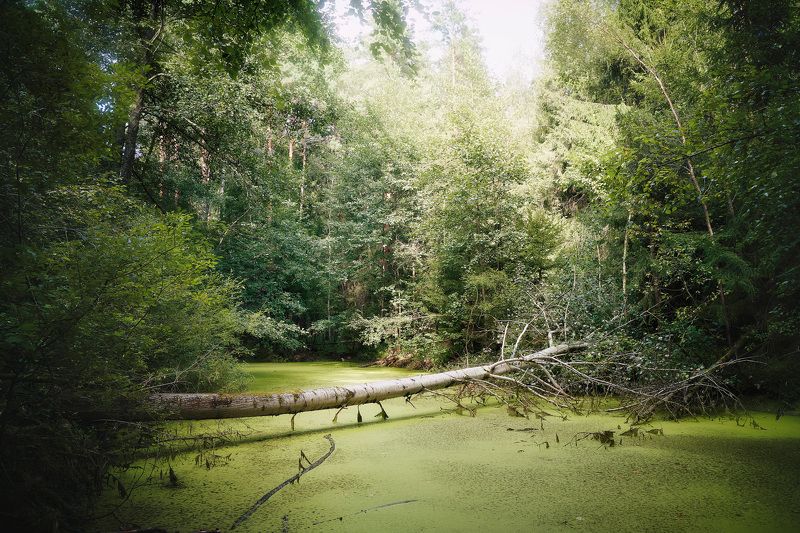 лес, листва, зелень, лето В летнем лесу фото превью