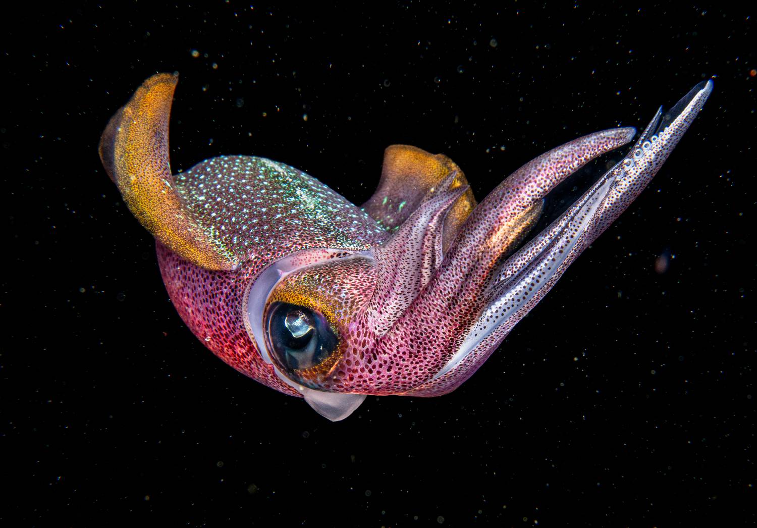 , Magali M&aacute;rquez