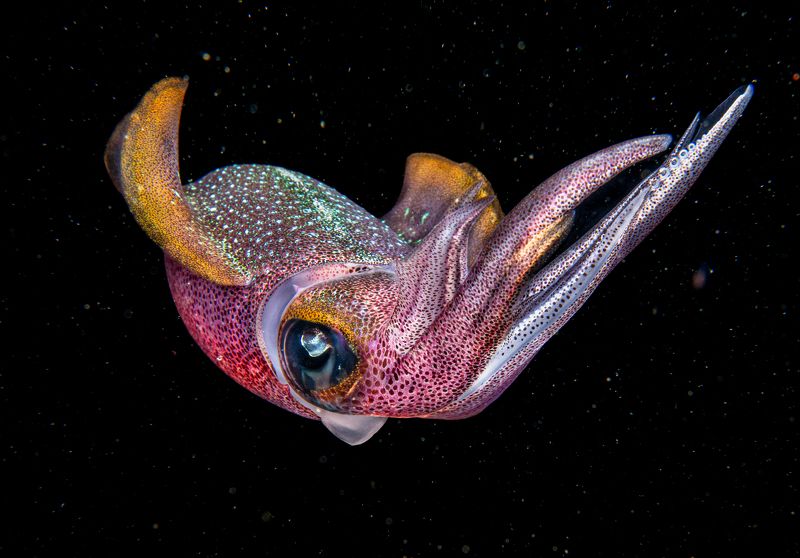 Bonfire dive  фото превью