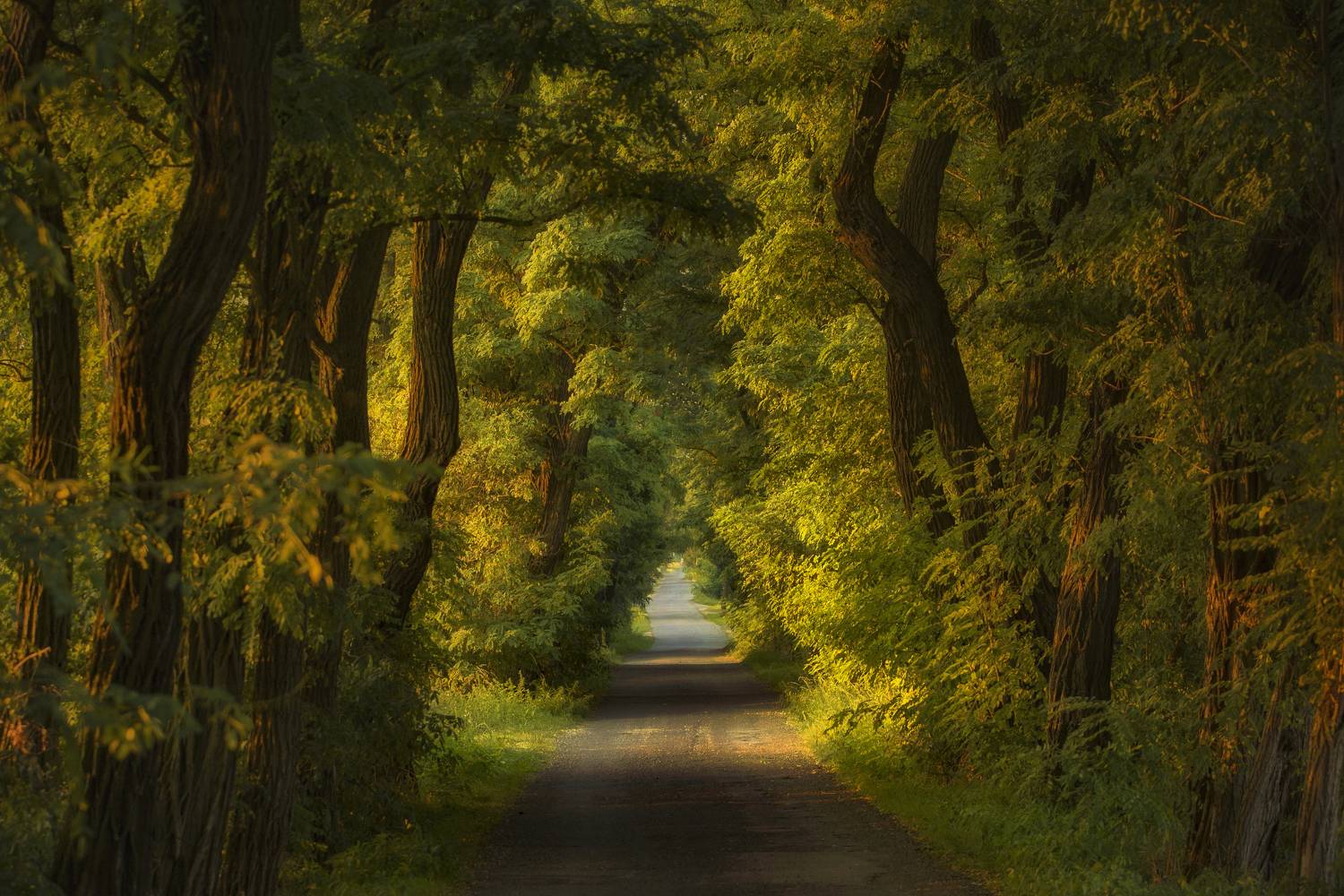 horizontal, tree, nature, day, road, forest, tranquility, landscape, idyllic, poland , tarnowskieg&oacute;ry, Damian Cyfka