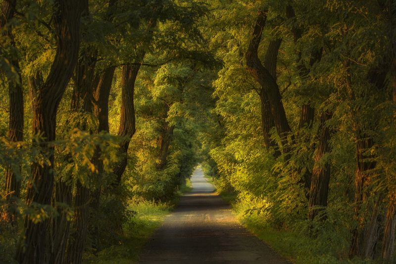 horizontal, tree, nature, day, road, forest, tranquility, landscape, idyllic, poland , tarnowskiegóry Acacia alley фото превью