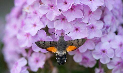 Хоботник (языкан обыкновенный)