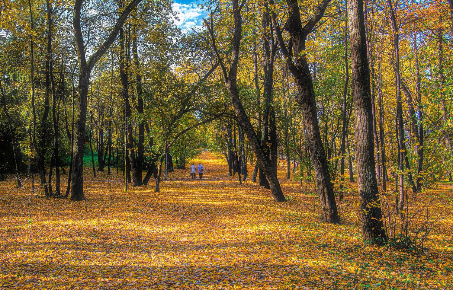 Осенний ковёр. Автор: Vladim Bormotov , Vladim Bormotov