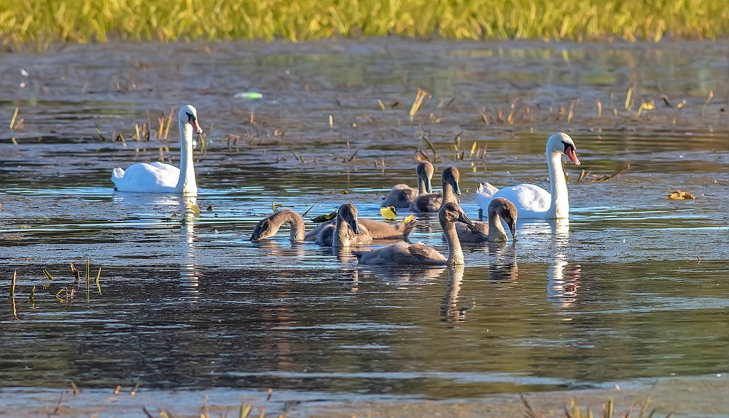 птицы, семья пернатых, лебеди, лесное озеро, Широких Александр