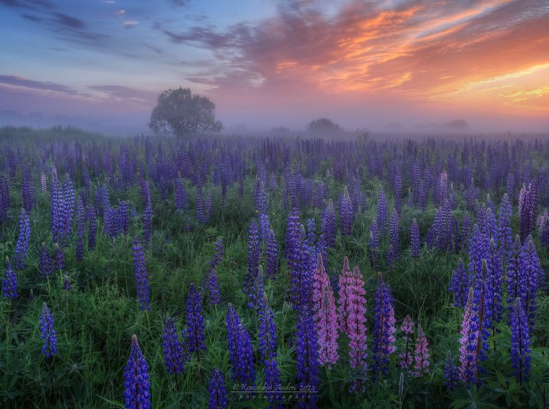 ... рассвет на люпиновом поле ... фото превью