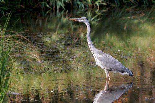 Серая цапля