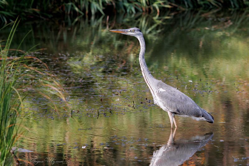 цапля Серая цапля фото превью