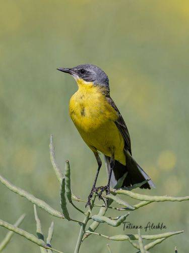 Желтая трясогузка (Motacilla flava)