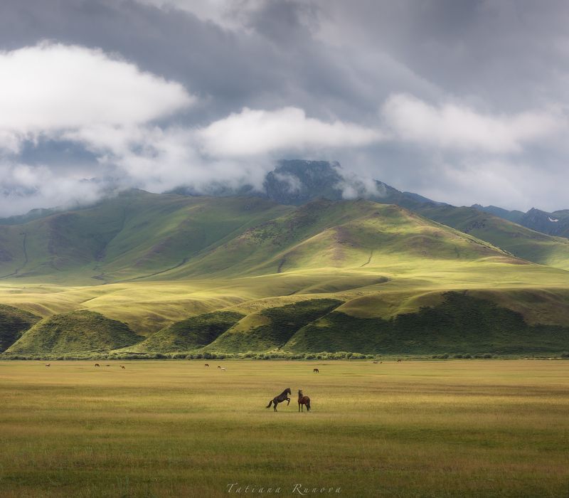 Игривые лошадки фото превью