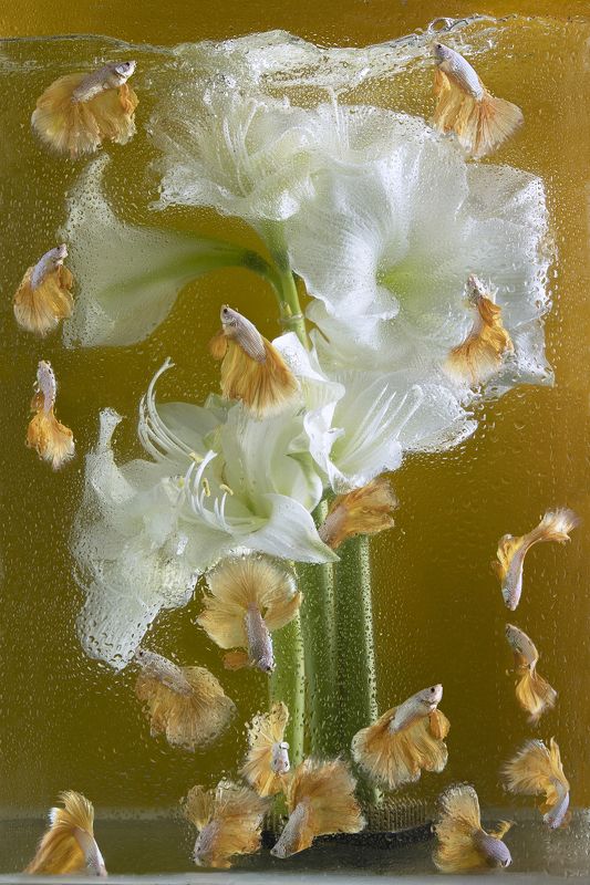 Амариллисы и Золотой Дракон Халф Мун в фото проекте \