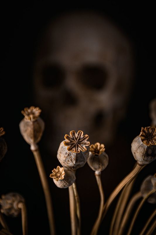 Удовольствие и расплата фото превью