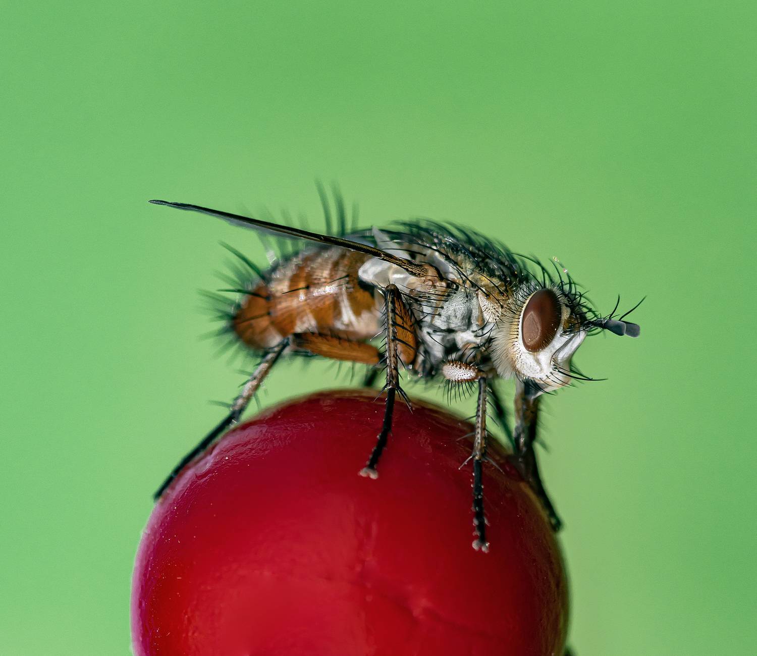 , Лапин Сергей