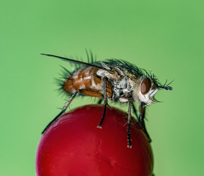 Мир насекомых 9. фото превью