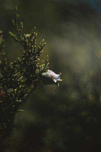 Хвойная история.