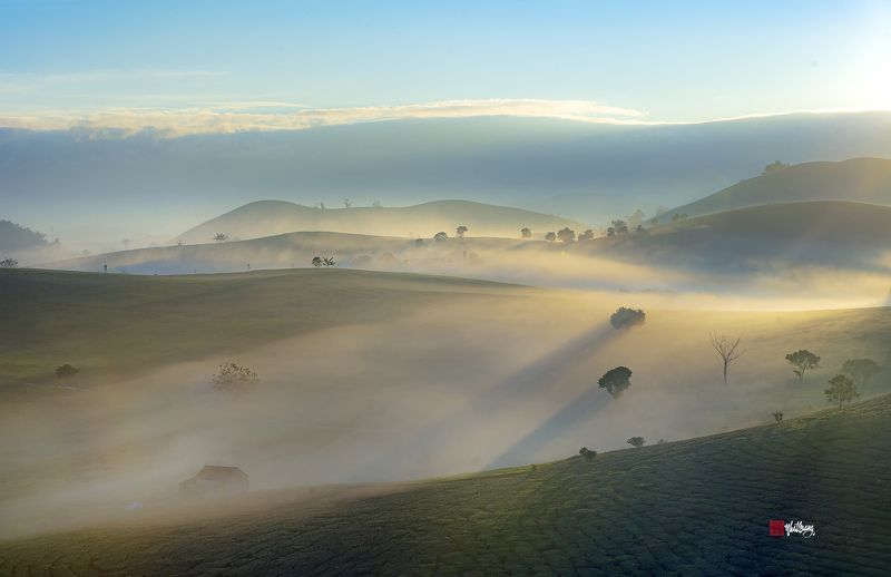 Sunrise on the tea hill фото превью