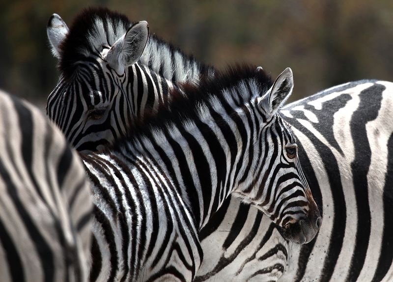 Couple фото превью