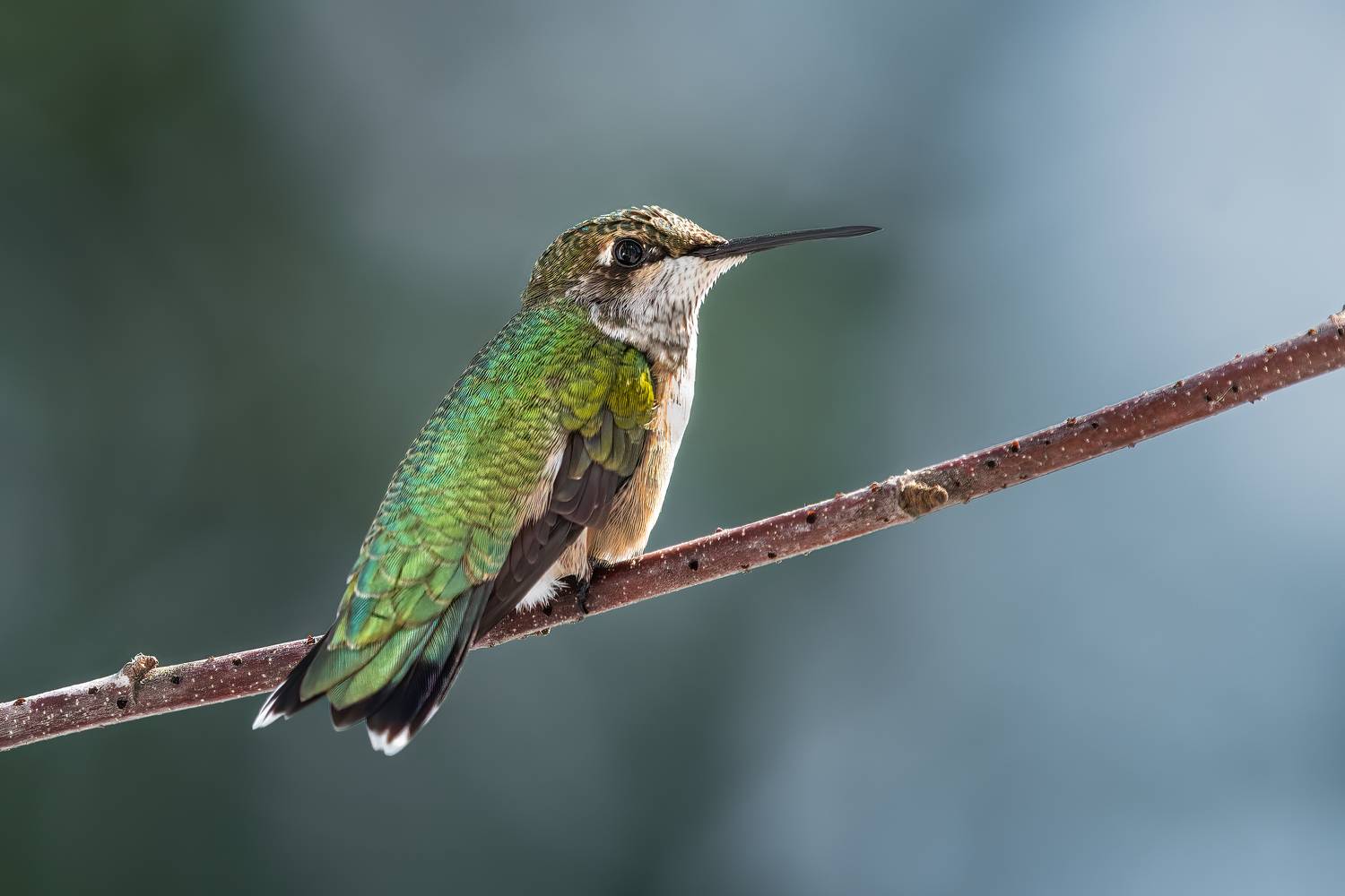 bird, humming, hummingbird, hummingbirds, hummer, rufous, nature, animals, wild, action, dynamic, Atul Saluja