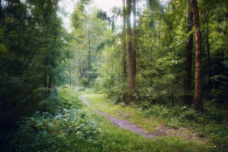 В летнем лесу фото превью