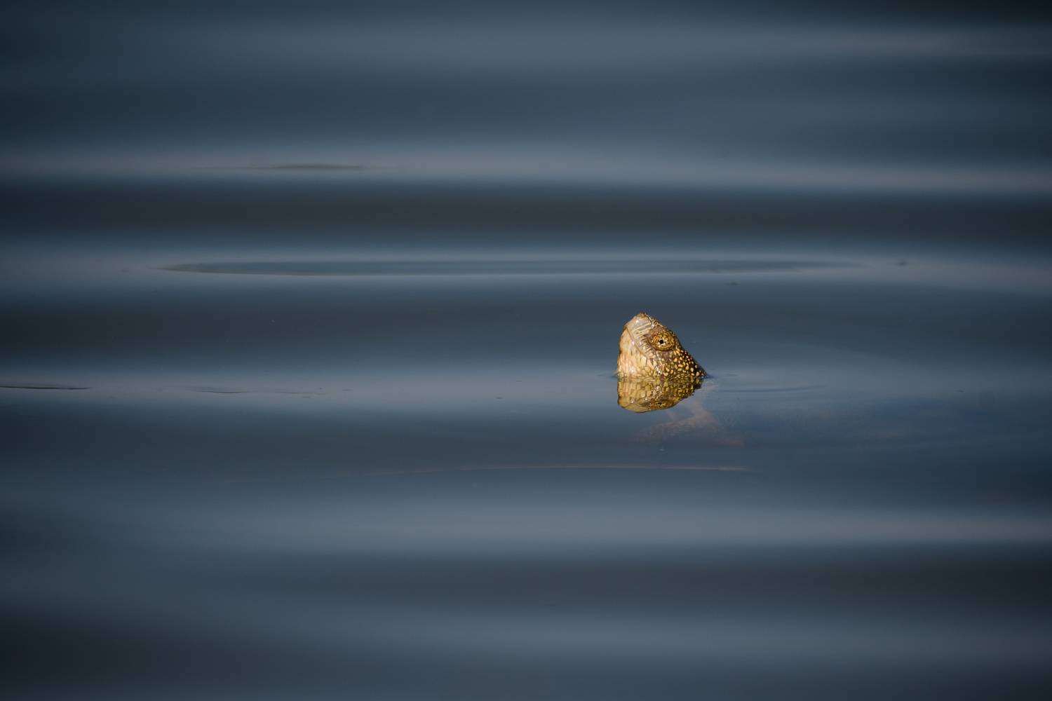 Болотная черепаха, Emys orbicularis, Соварцева Ксения