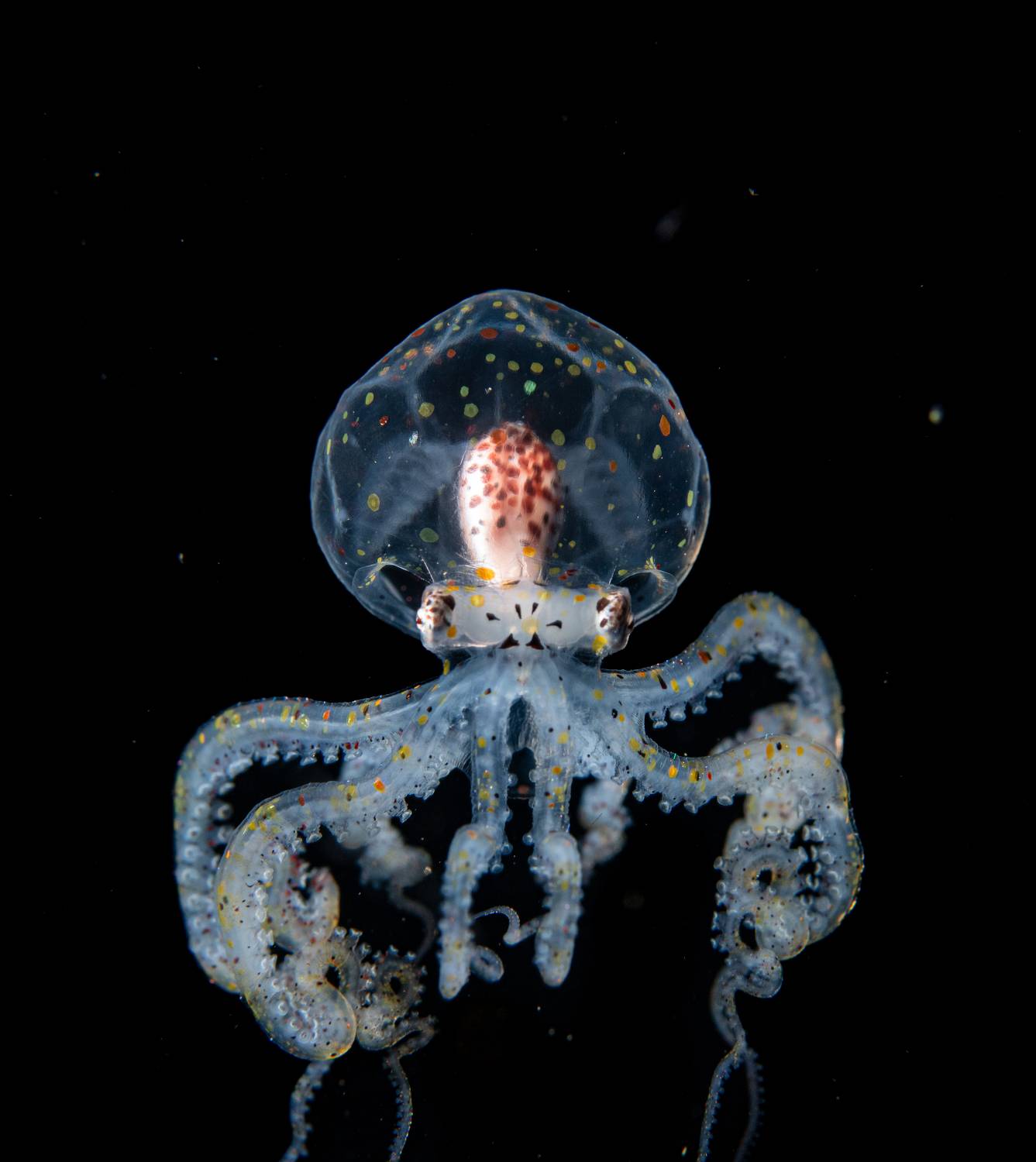 , Magali M&aacute;rquez