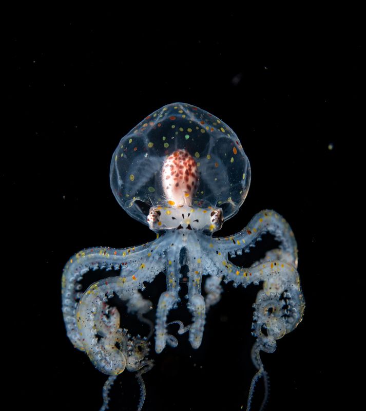 Blackwater dive  фото превью