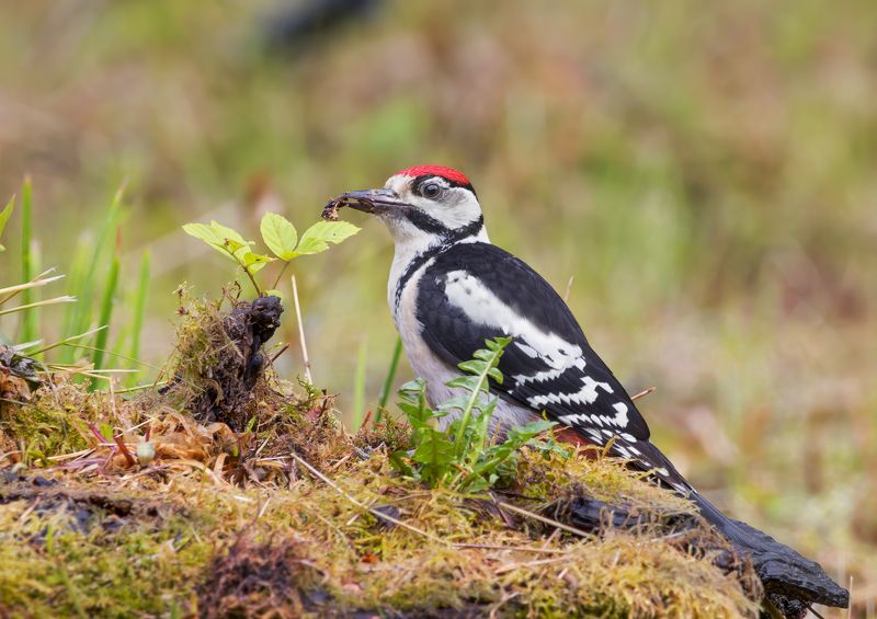 птицы, фотоохота Большой пёстрый дятел фото превью