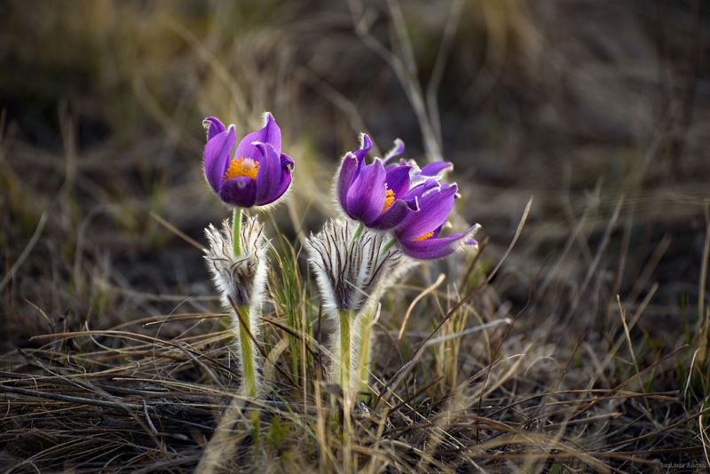 весна, природа, цветы, прострел, сон-трава *** фото превью