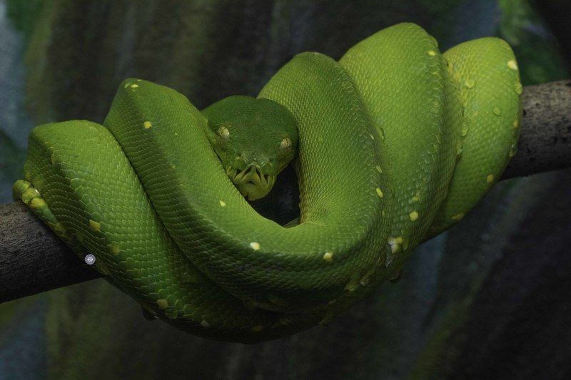 Snake-Green tree python фото превью