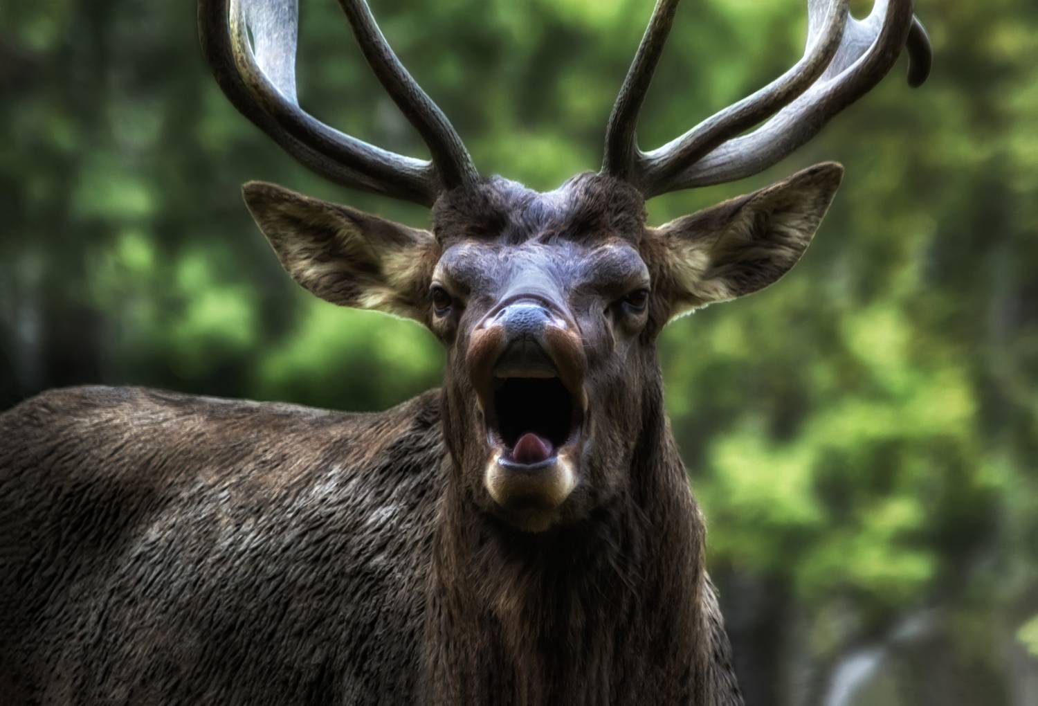 , Глухарёва Ольга