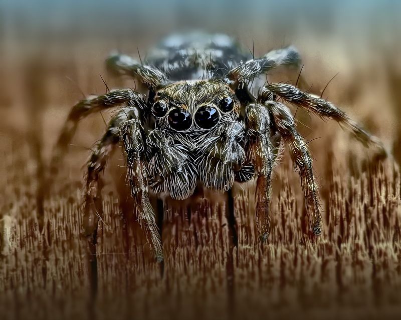 Паук скакунчик фото превью