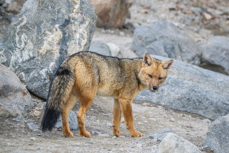 Южноамериканская лисица, аргентинская серая лисица, серый зорро, патагония, аргентина, животные,  Колбаски не найдётся? фото превью
