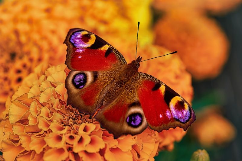 Павлиний глаз фото превью