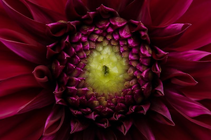 dahlia, flower, георгина  фото превью
