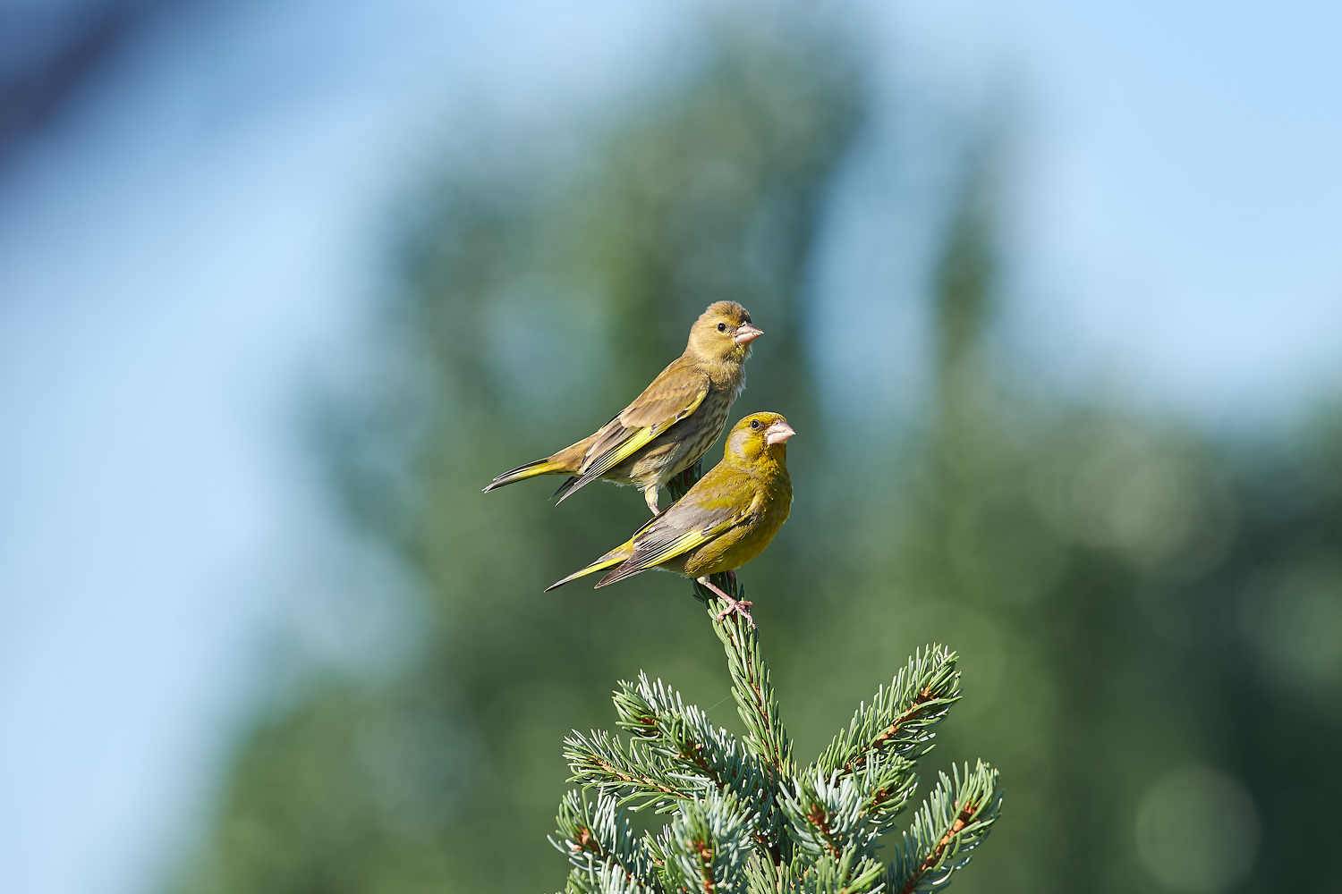 bird, birds, volgograd, russia, wildlife, , Павел Сторчилов