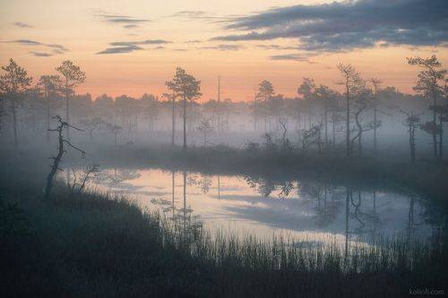 Болото перед рассветом