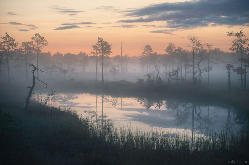 озерковое болото, болото, карельский перешеек, ленинградская область, туман, рассвет Болото перед рассветом фото превью