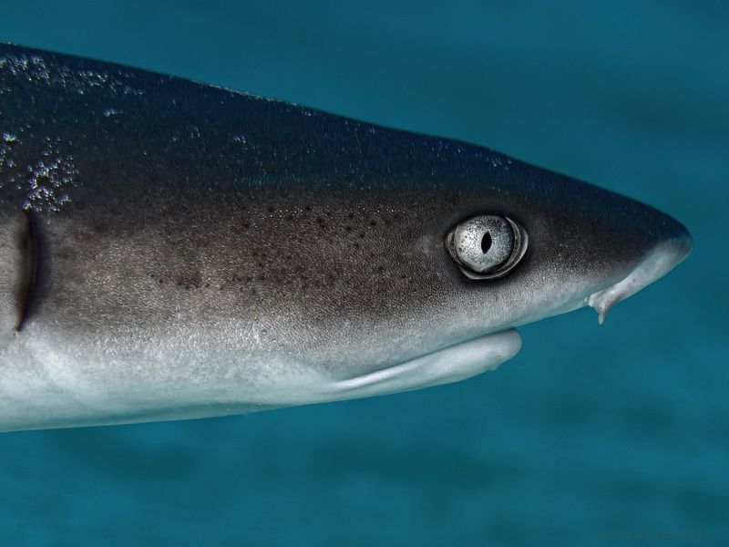 Рифовая. фото превью