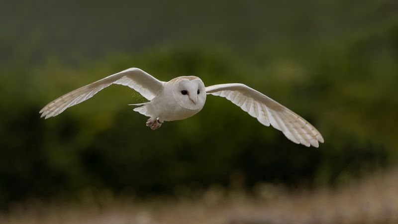 barn owl, owl, nature, wildlife, action, flight, canon Barn Owl фото превью