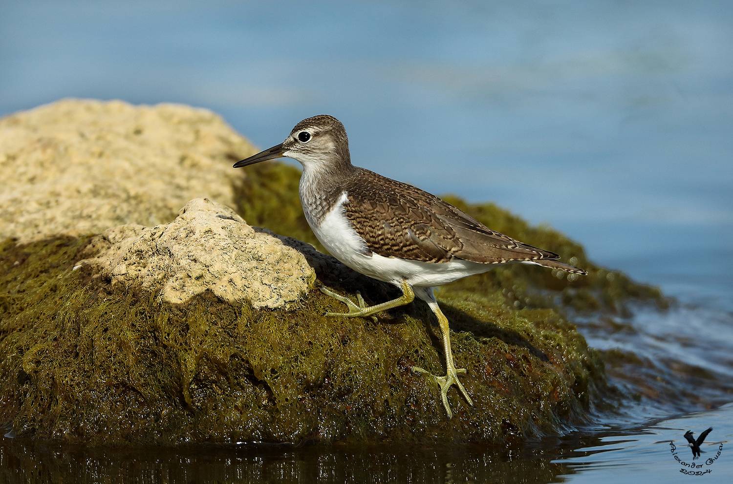 кулик перевозчик., Гусар Александр