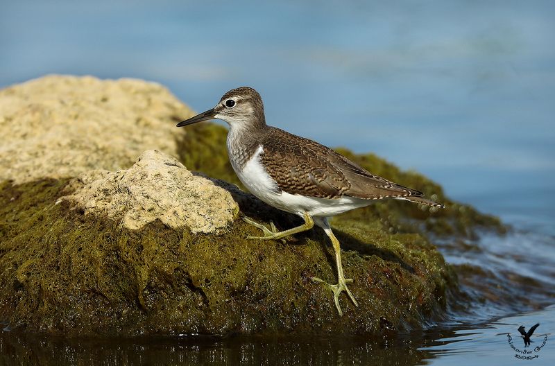 кулик перевозчик. Перевозчик. фото превью