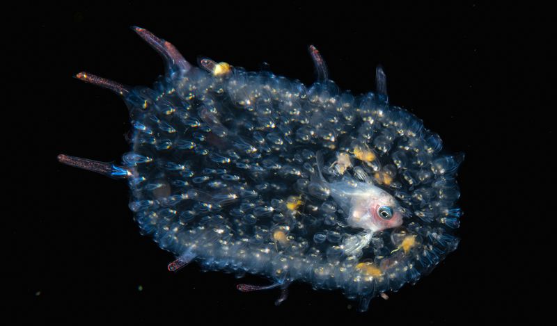 Blackwater dive  фото превью