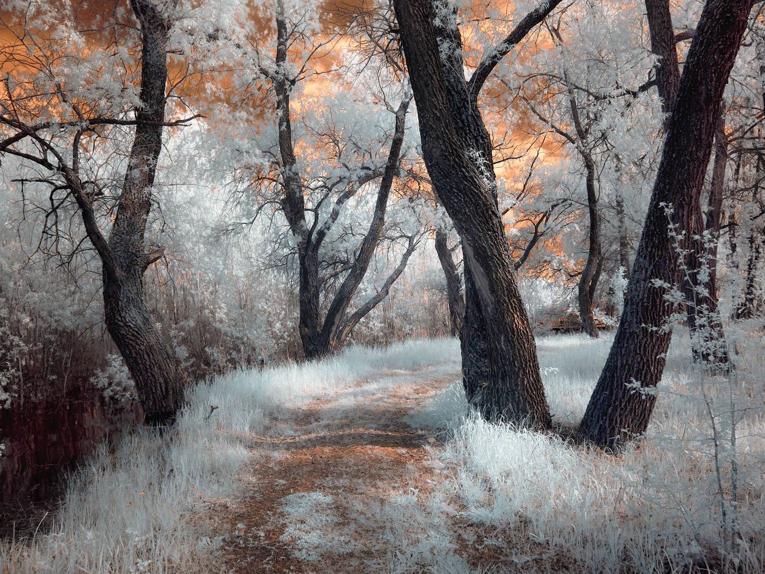 инфракрасная фотография, ивы, лето, дорожка, тени, листва,  Гобова Наталья