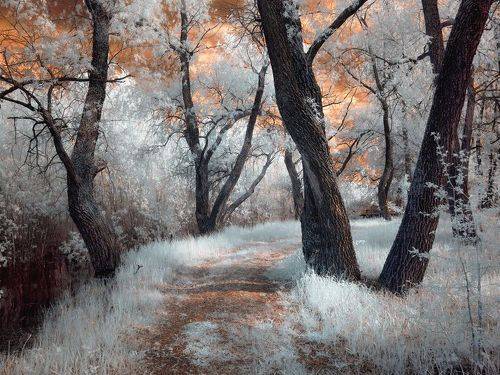 Ивы в голубом.