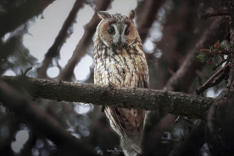#owls, #wildlife, #animals, #birds, #совы Ушастая сова / Long eared owl фото превью
