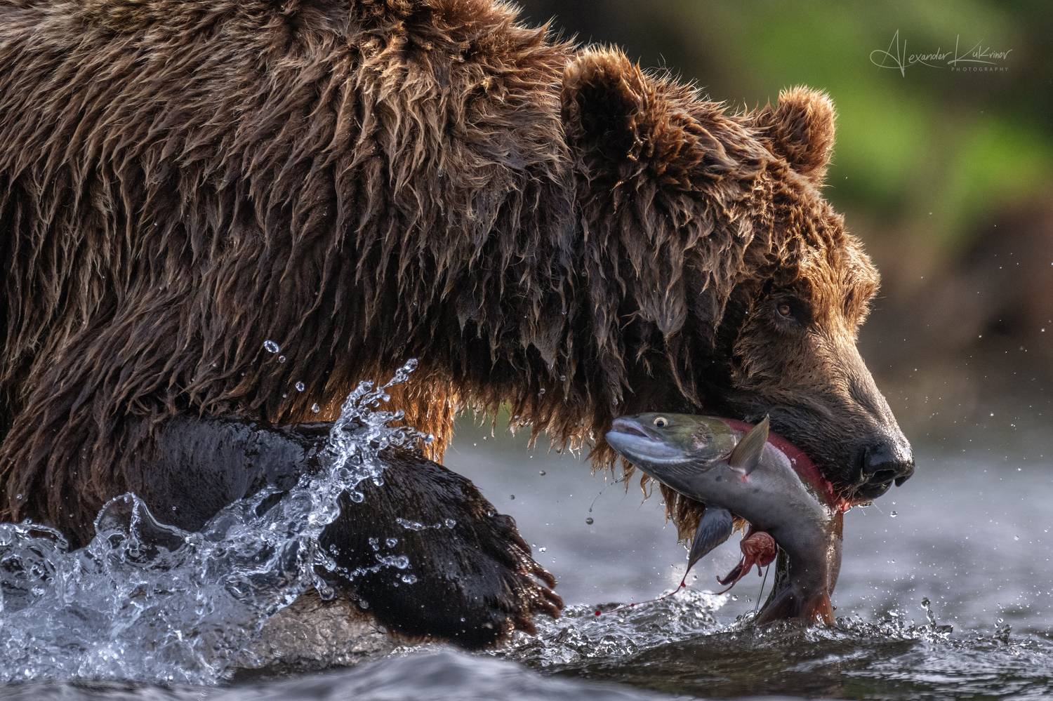 медведи,камчатка,медведь,медвежата, Александр Кукринов
